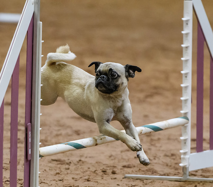 agility-training